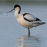 Water birds
